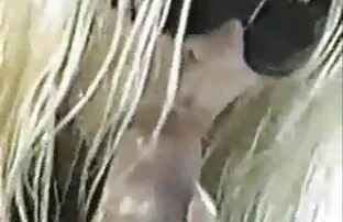 رجل أسود تنزيل مقاطع فيديو سكس اجنبي سخيف رومانيا في الحمار.